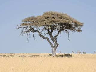 A view of Etosha National Park