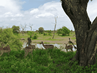 A view of Kruger National Park