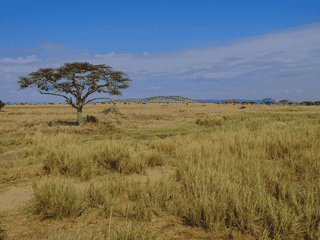 A view of Serengeti National Park