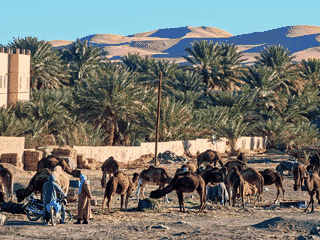 A view of Merzouga