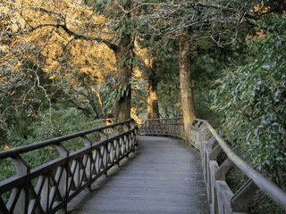 A view of Alishan