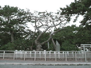 A view of Shizuoka
