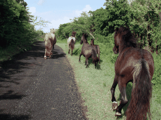 A view of Vieques