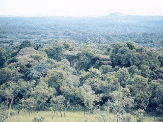 A view of Kakamega Rainforest