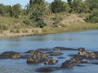 A view of ISimangaliso Wetland Park